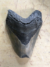 Approximately 4.8" Fossil Megalodon Tooth for Sale