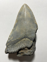 Approximately 5.1” Massive Fossil Megalodon Tooth for Sale