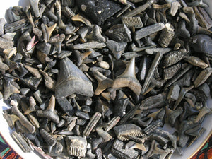Lot of 50+ Fossil Shark Teeth from Florida
