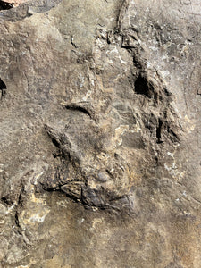 Museum Worthy Incredible Fossil Dinosaur Trackway