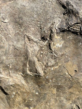 Museum Worthy Incredible Fossil Dinosaur Trackway